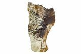 Mosasaur Tooth Fragment- North Sulfur River, Texas #104358-1